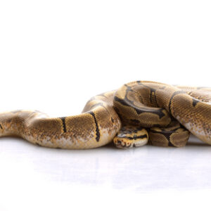 Spider Ball Python for Sale