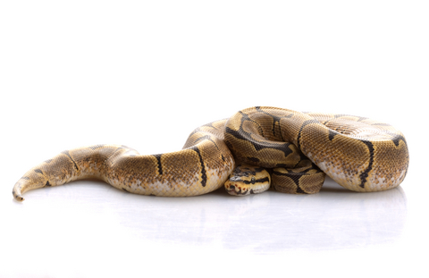 Spider Ball Python for Sale