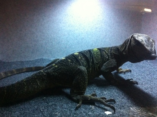 Spiny Necked Monitor for Sale