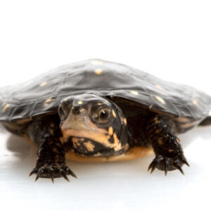 Spotted turtle for sale – Clemmys guttata Spotted Turtle