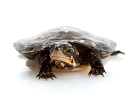 Spotted turtle for sale – Clemmys guttata Spotted Turtle