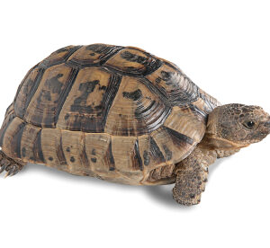 Greek Tortoise for Sale