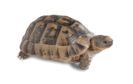 Greek Tortoise for Sale