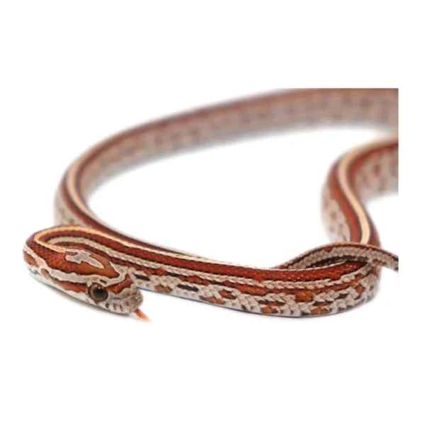 Tessera Corn Snakes for Sale