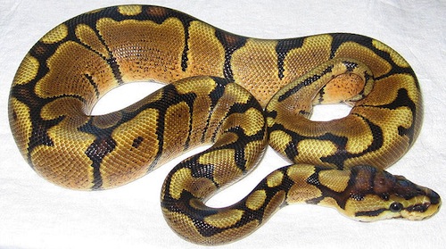 Woma Ball Python for Sale