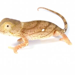 Yellow-Lip Parson’s Chameleon for Sale